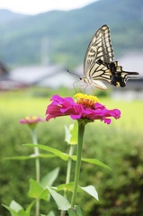 アゲハチョウ