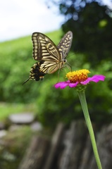 アゲハチョウ