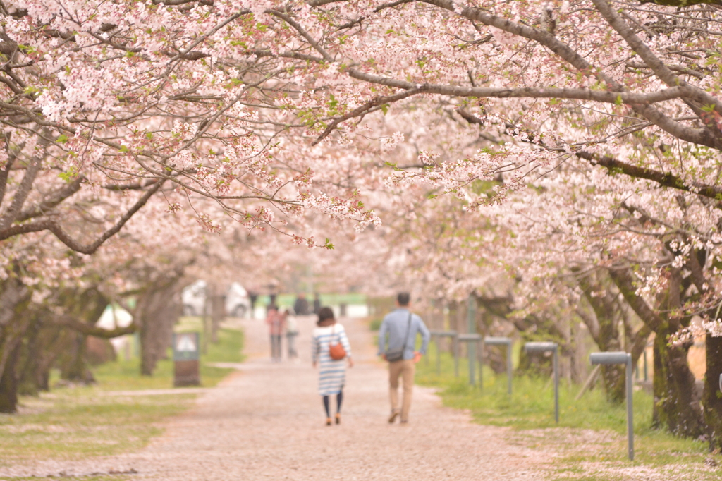桜１