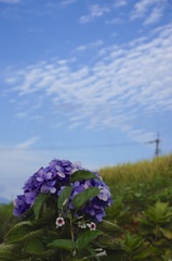 遅咲きの紫陽花