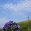 遅咲きの紫陽花