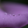 purple stage