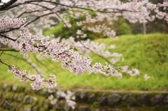 花見