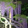 夜藤