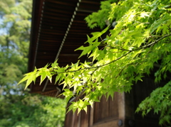 初夏の永観堂