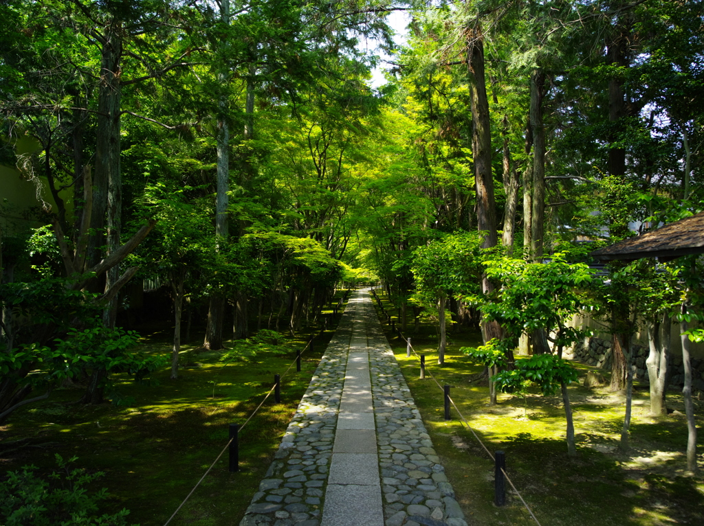 京都鹿王院新緑の石畳
