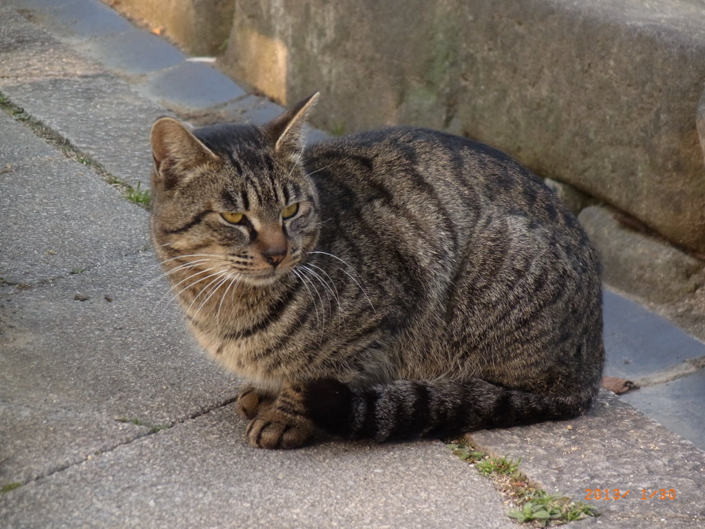 姫路城のネコたち２