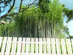 竹。