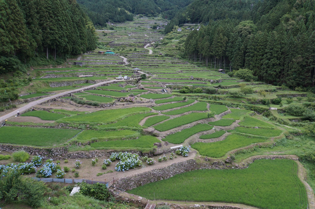 千枚田