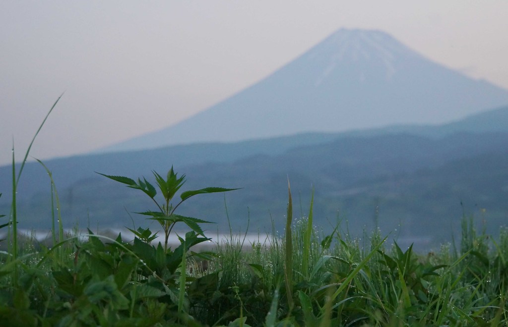 朝の富士