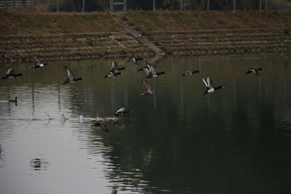野鳥軍・・・