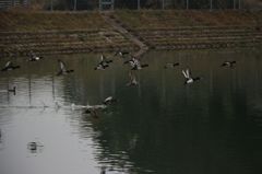 野鳥軍・・・