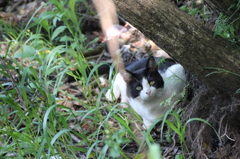 木の陰からこっそり・・・