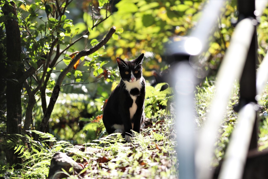 野良猫・・。