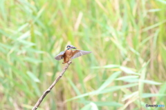 小魚獲ってフィニッシュ！！