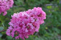 この花・・・?