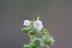 小さな花です。。