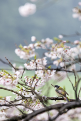 花見のシジュウカラ