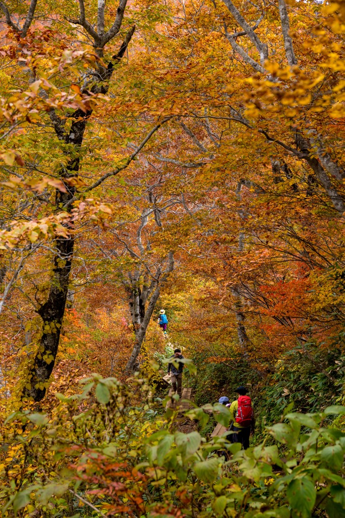 紅葉日和