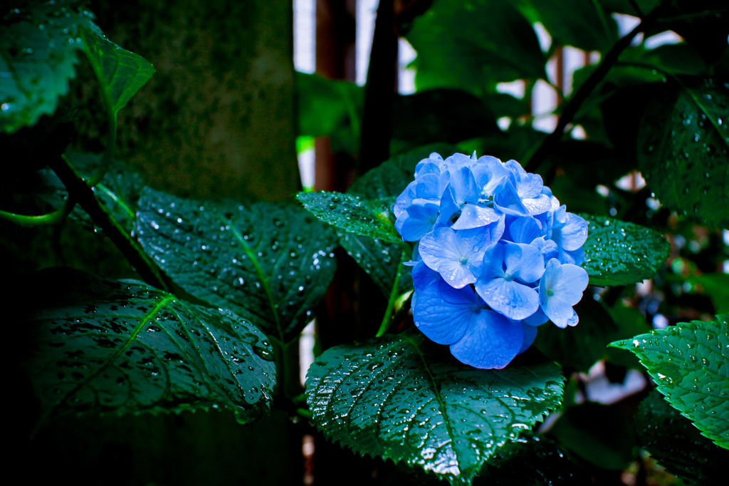 一輪の紫陽花