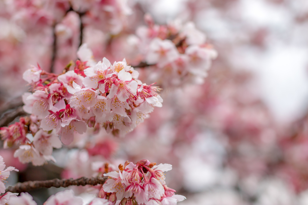 雨上がりの寒桜