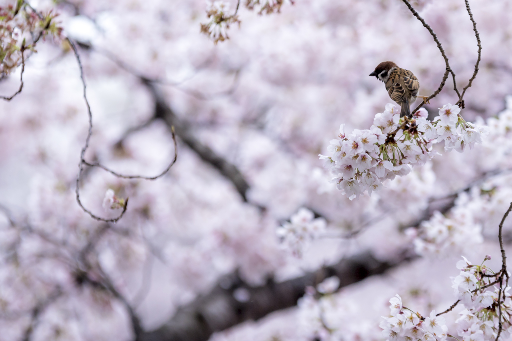 春スズメ