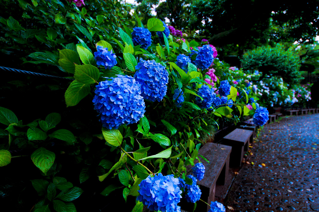 紫陽花