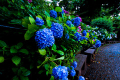 紫陽花