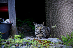 野良猫