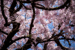 桜を見上げて