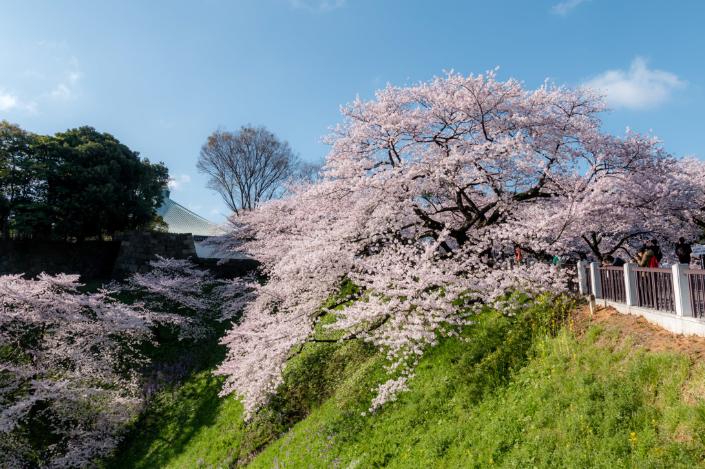 九段の桜