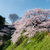 九段の桜