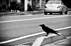 一羽のカラス