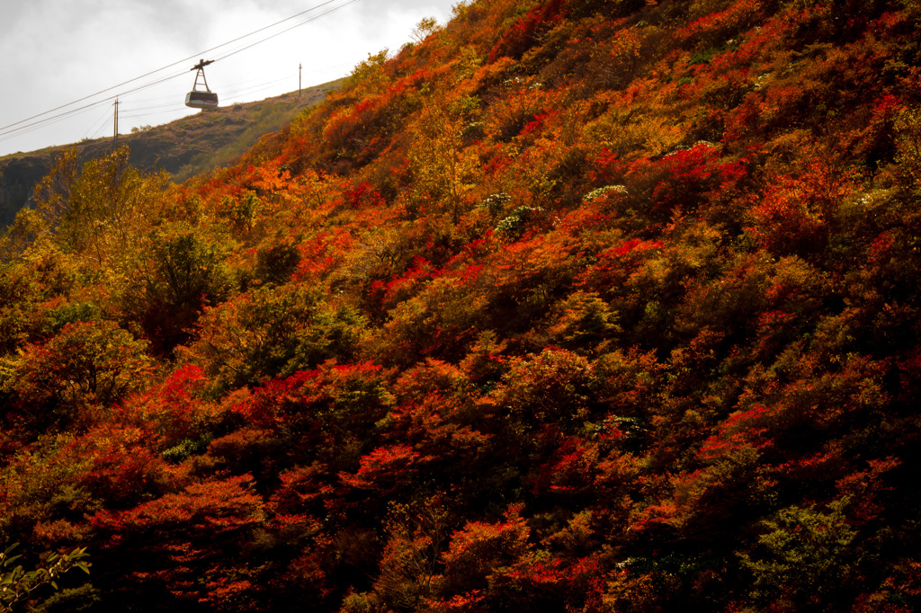 紅葉を登る