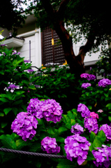 紫陽花
