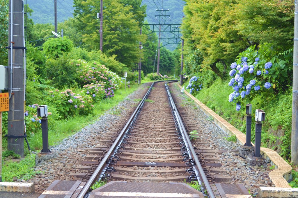紫陽花の線路