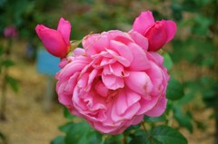 角のある薔薇