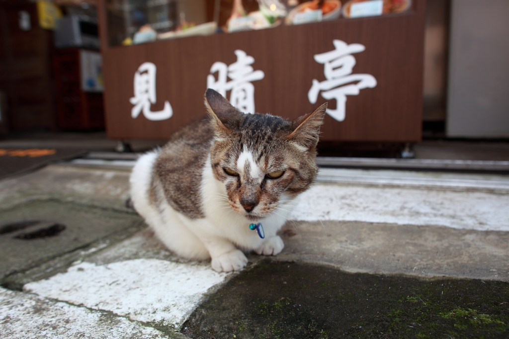 えのしまさんぽ