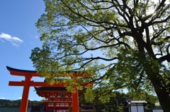樹と鳥居