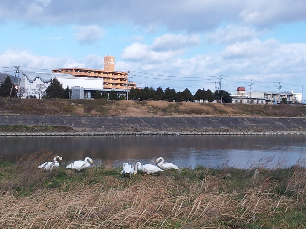 白鳥の一休み