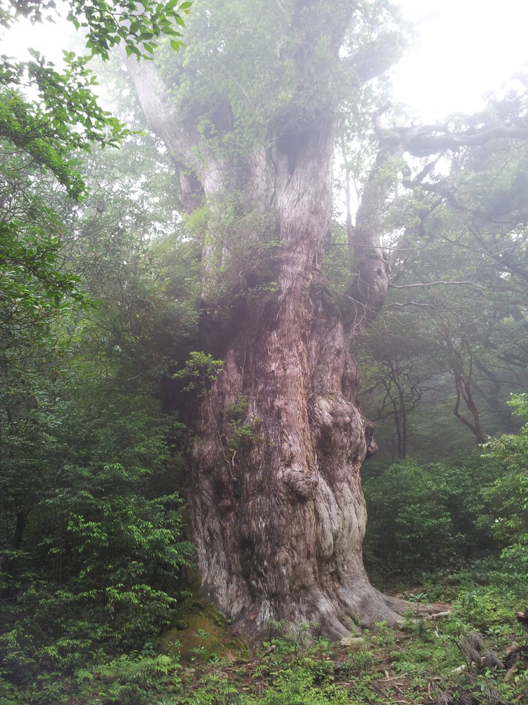 屋久杉