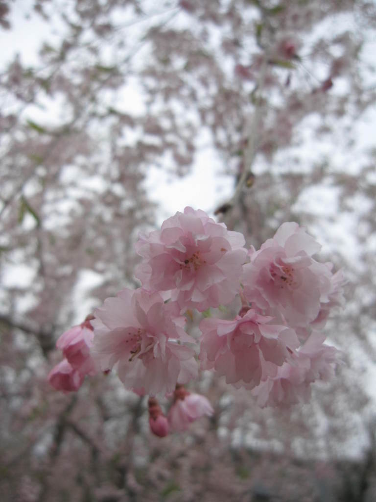 桜咲く。