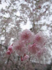 桜咲く。