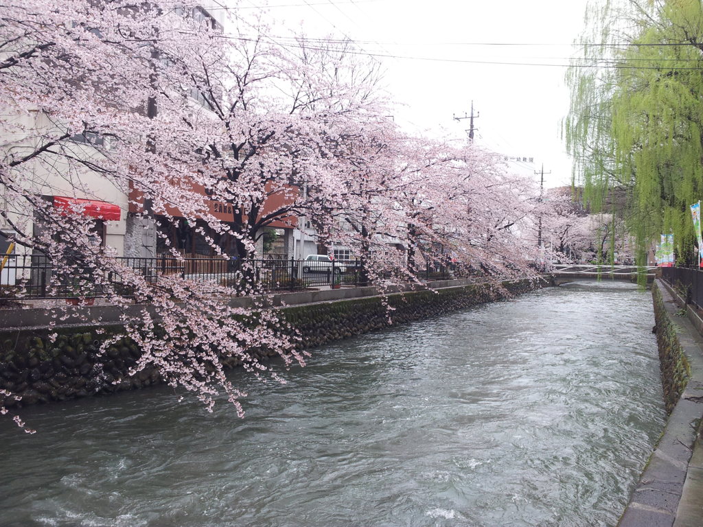 しだれ桜