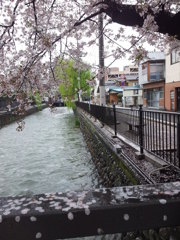 桜の時