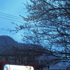 花見会場