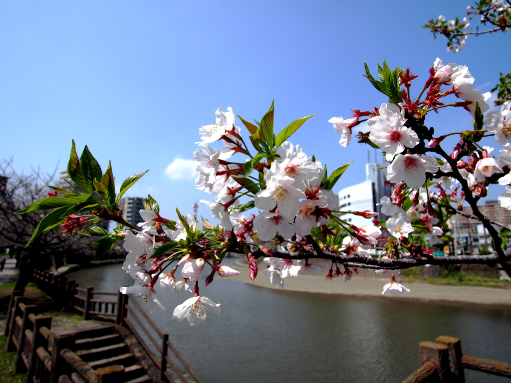 唯一桜を楽しめた日