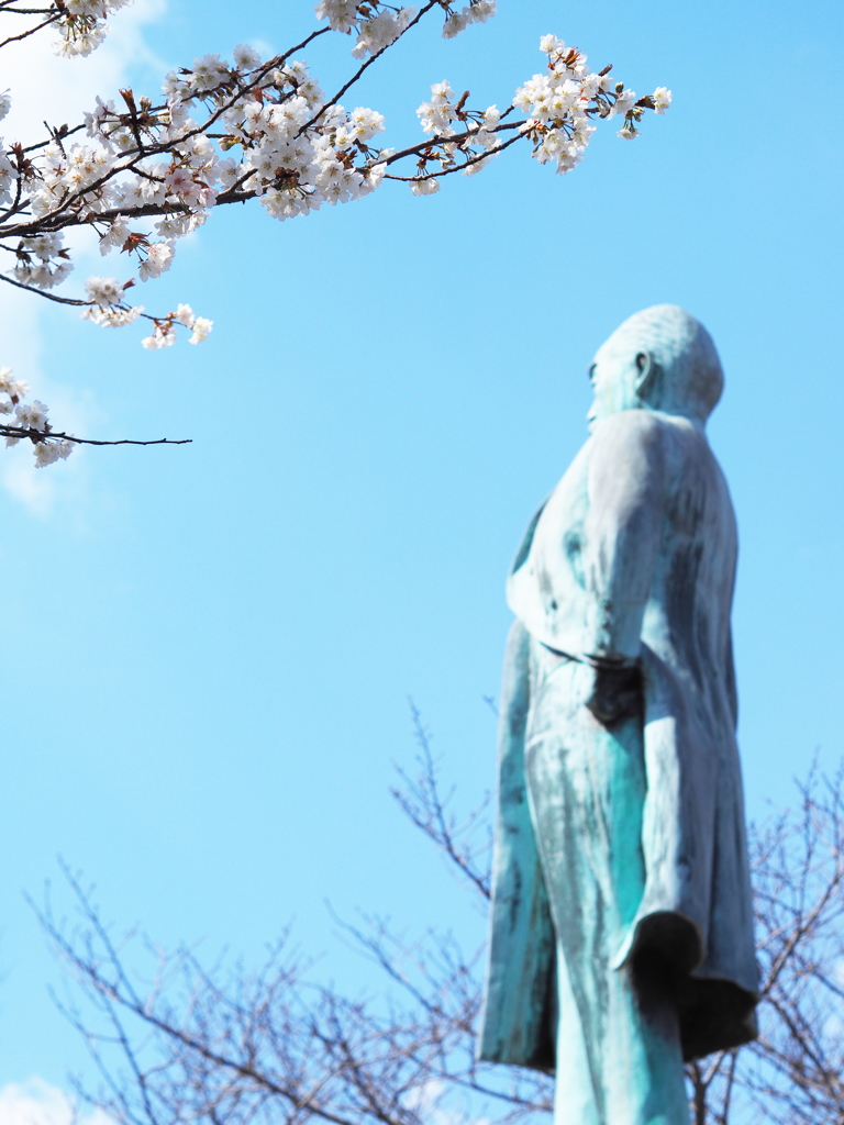 正義と桜