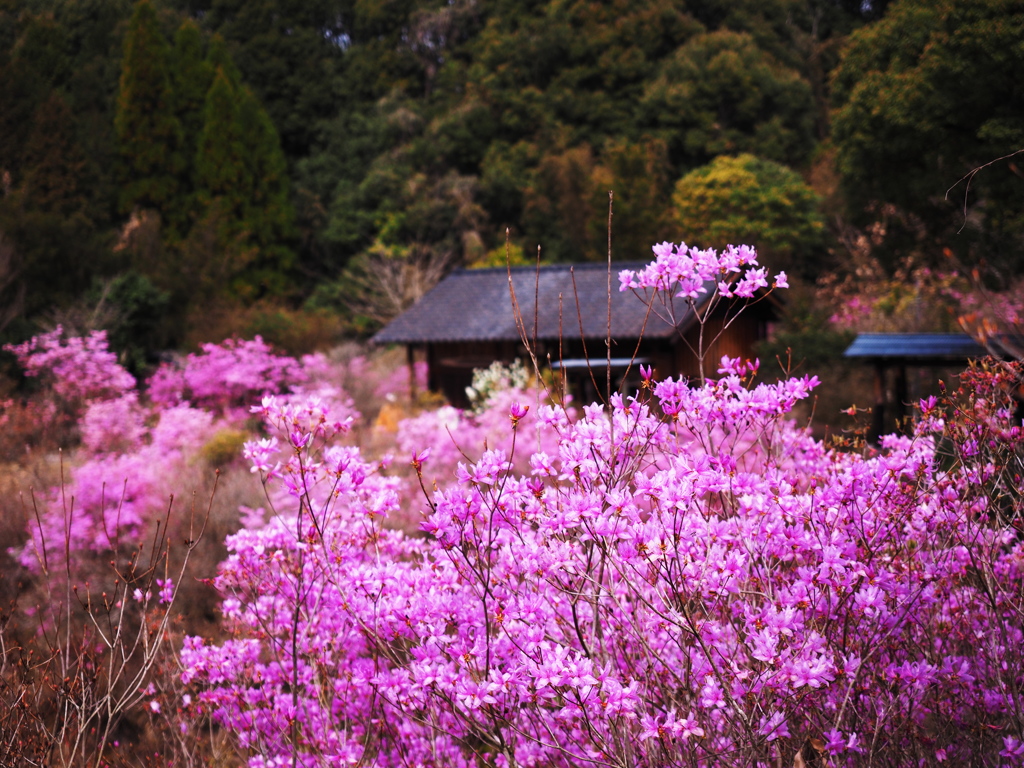 山村の春