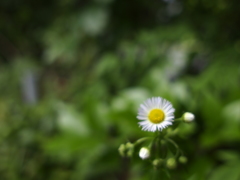 木瓜２